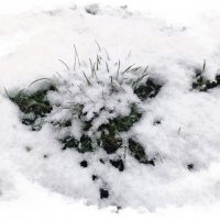 Заснеженный ёжик ) :: Veera V