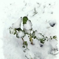 Снегопад,  снегопад... :: Veera V