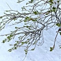 Закружило, заветрело... :: Veera V