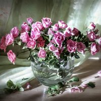 В солнечном свете... :: Bosanat 