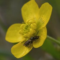 На цветке :: Мариша Тим