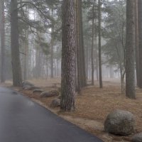 В приморском тумане.... :: Юрий Цыплятников