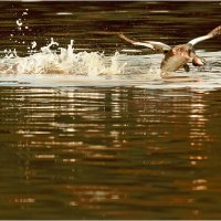 Отрыв :: Валентин Котляров