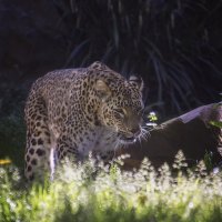 *** :: Андроник Александр 