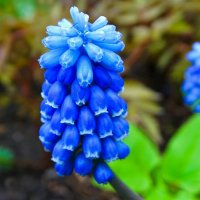 Мускари на городской клумбе. :: Милешкин Владимир Алексеевич 