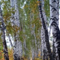 октябрь в берёзовой аллее :: Елена Шаламова