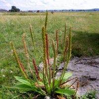 Подорожник. :: nadyasilyuk Вознюк