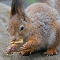 Белка :: Лина 