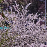 Про весну ... :: Ravile 