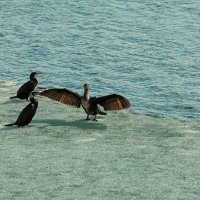 Вот такую поймал сдесь вчера :: Denis Doroshenko