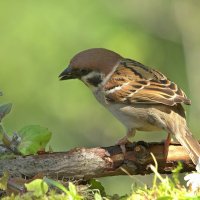 ... :: Вячеслав Минаев