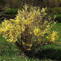 Цветет Форзиция :: Рита Симонова