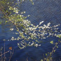 Апрельское цветение :: Рита Симонова