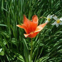 Весенние  цветы :: Валентин Семчишин