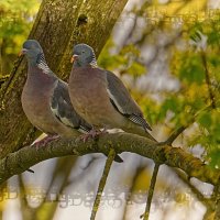 (°-°) :: Jakob Dick