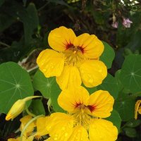 Настурция :: Freddy 97