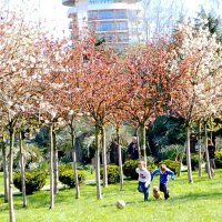 Цветение сакуры :: Tata Wolf