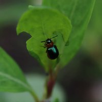 Гречишный листоед :: Татьяна Салиева