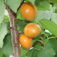 Абрикосы :: Татьяна Салиева