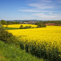 Расовое поле в цвету. :: Lucy Schneider 