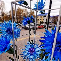 Городские васильки. :: Vladimir Semenchukov