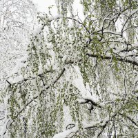 Снег в апреле :: Мария К.