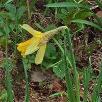 Бесстрашный нарцисс :: veilins veilins