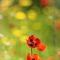 маки :: Ирина 