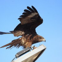 Этот не пропадёт... :: Владилен Панченко