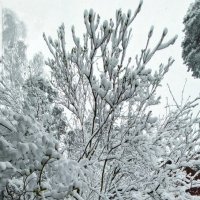 ХОЛЛИ МОЛЛИ... :: veilins veilins