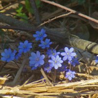 *** :: gawrilа - dan