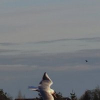 Над Волховом :: Андрей 