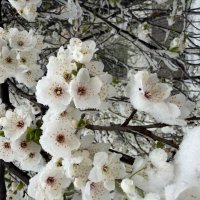 Снег в апреле :: Pippa 