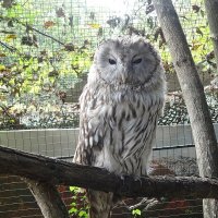 Длиннохвостая неясыть :: Лидия Бусурина