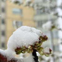 Снег в апреле :: Pippa 