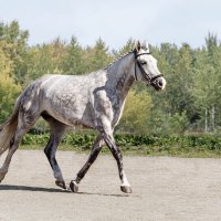 Конь :: SanSan 