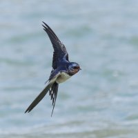 ласточка деревенская. :: юрий макаров