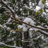 Лстики под снегом :: Сергей Цветков