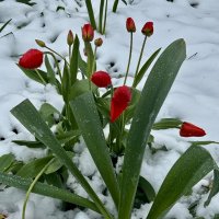 Тюльпаны в снегу :: Натали 