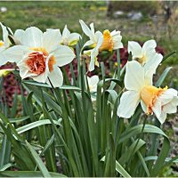 Нарциссы. :: Валерия Комова