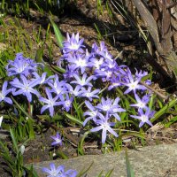 Хионодокса :: Лариса С.