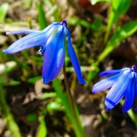 Пролески в городском саду. :: Милешкин Владимир Алексеевич 