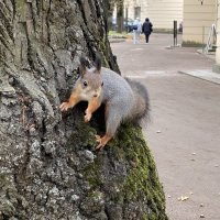 В Павловском парке. :: Татьяна 