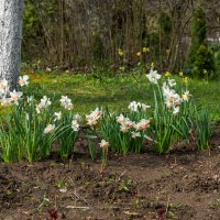 Нарциссы :: Игорь Сикорский