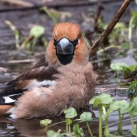 Банный день у дубоноса. :: Владимир Безбородов