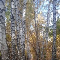 солнечные пятна в берёзовой аллее :: Елена Шаламова