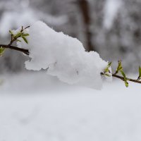 Снежный апрель :: Александр Синдерёв