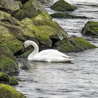В Балтийском море :: Alexandеr P