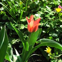 Тюльпаны :: Рита Симонова