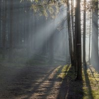 В утреннем свете..... :: Юрий Цыплятников